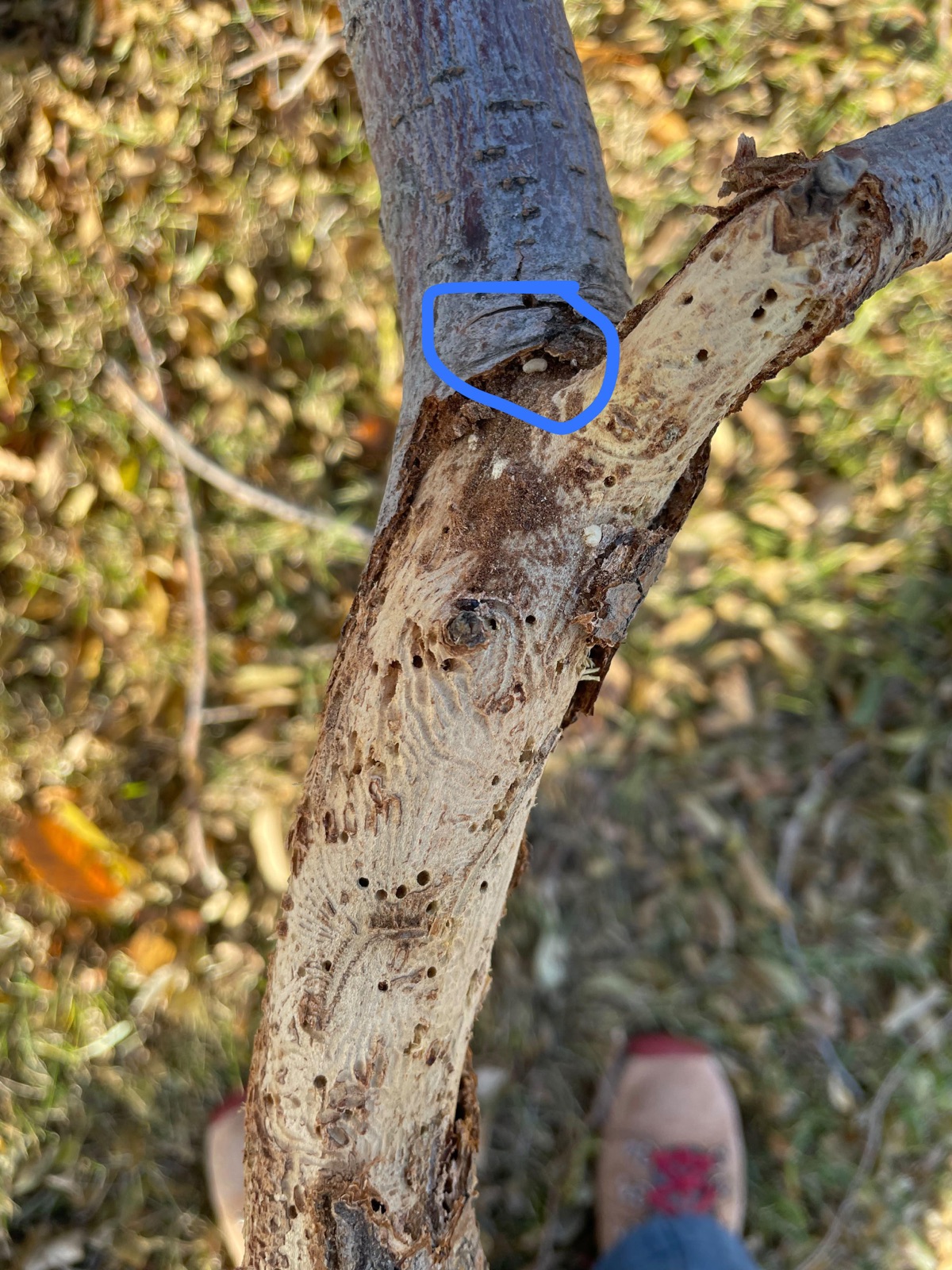 A dead elm branch with the bark peeled back, showing beetle exit holes and galleries carved in the wood