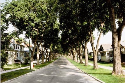 A Winnipeg residential street before Dutch elm disease, shaded by a full canopy of elms